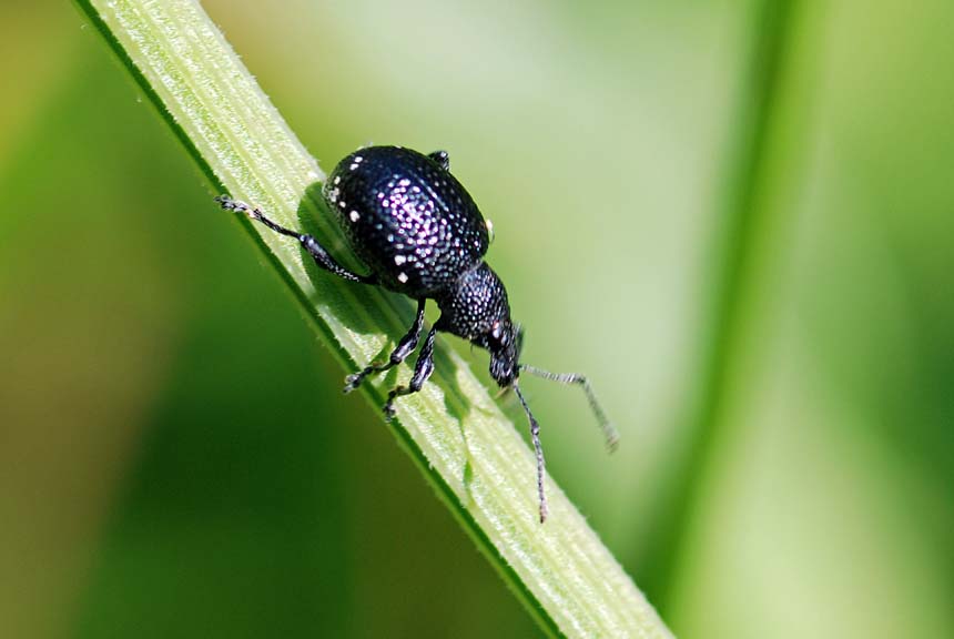 Curculionidae con macchie bianche